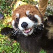 Red Panda