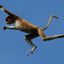 JUMPINGMONKEYY