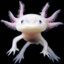 Axolotl