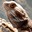 Lizard