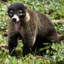 Coati