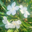 Sylph