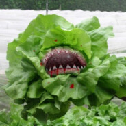 LettuceGang