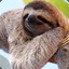 Just A Sloth