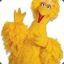 Bigbird (\/) !_! (\/)