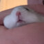 Borb