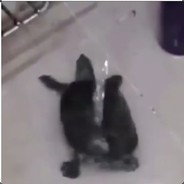 Mr. Washing Turtle