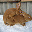 bunny666