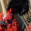 Shinrai