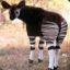 Okapi