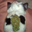 SToNeD_CaT