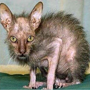 бульбулятор