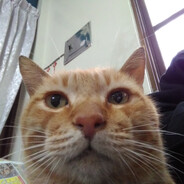 GrayCat