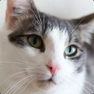 Pudge Abudabi