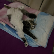 KeaperS - steam id 76561199827551061