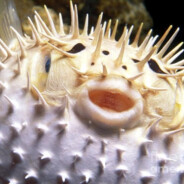 Pufferfish_Supremacy