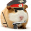 guinea pig