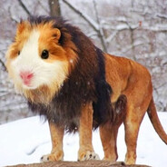 свиняра жирнющая