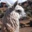 Suspicious Llama