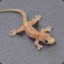 Gecko