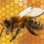BeeZ