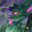 Chips avatar