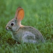 Ubi decu, spasi zivot zecu