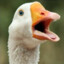 Angry Goose