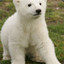 Ice Bear
