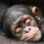 Sleeping Ape