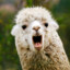 LlamaNotAlpaca