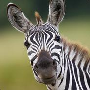 Doctor zebra [Selling all my bp]
