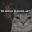 absolut 11let
