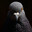 Evil Pigeon