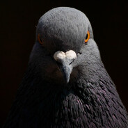 Evil Pigeon