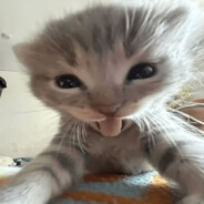 beekss