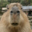 Capybara