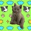 招财小猪