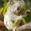 Koala wśród liści eukaliptusa