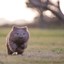 WombatJo