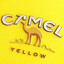 Camel Kuning