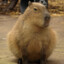 CAPYBARA