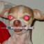 Korean Crazy Dog