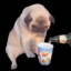 Sad Pug