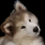ACuteDoggi