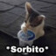 Don Gato