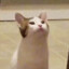 POP cat