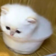 世界爆炸还在猫窝苟且