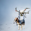 Goat-Controlled Attack Drone