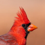 Cardinalis